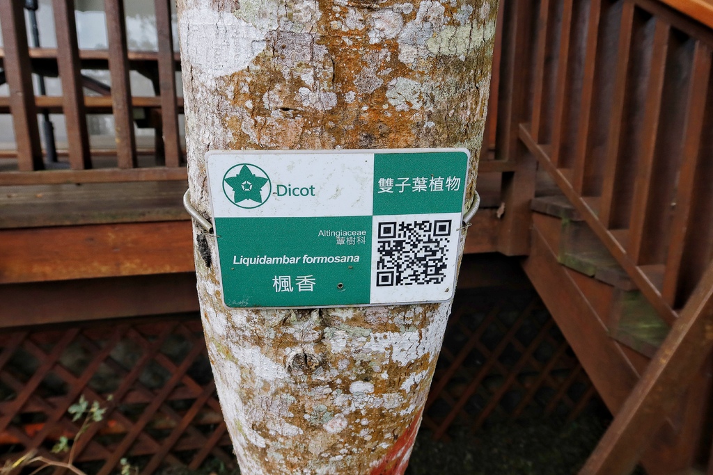 【南投鹿谷住宿】蟬說鳳凰亭序,獨棟小木屋眺望遠方山景,來場森林系輕旅行! @混血珊莎的奇幻旅程 【南投鹿谷住宿】蟬說鳳凰亭序,獨棟小木屋眺望遠方山景,來場森林系輕旅行! @混血珊莎的奇幻旅程