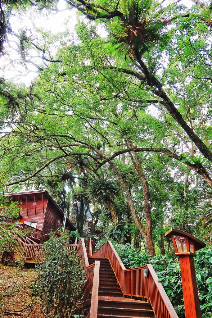 【南投鹿谷住宿】蟬說鳳凰亭序,獨棟小木屋眺望遠方山景,來場森林系輕旅行! @混血珊莎的奇幻旅程 【南投鹿谷住宿】蟬說鳳凰亭序,獨棟小木屋眺望遠方山景,來場森林系輕旅行! @混血珊莎的奇幻旅程