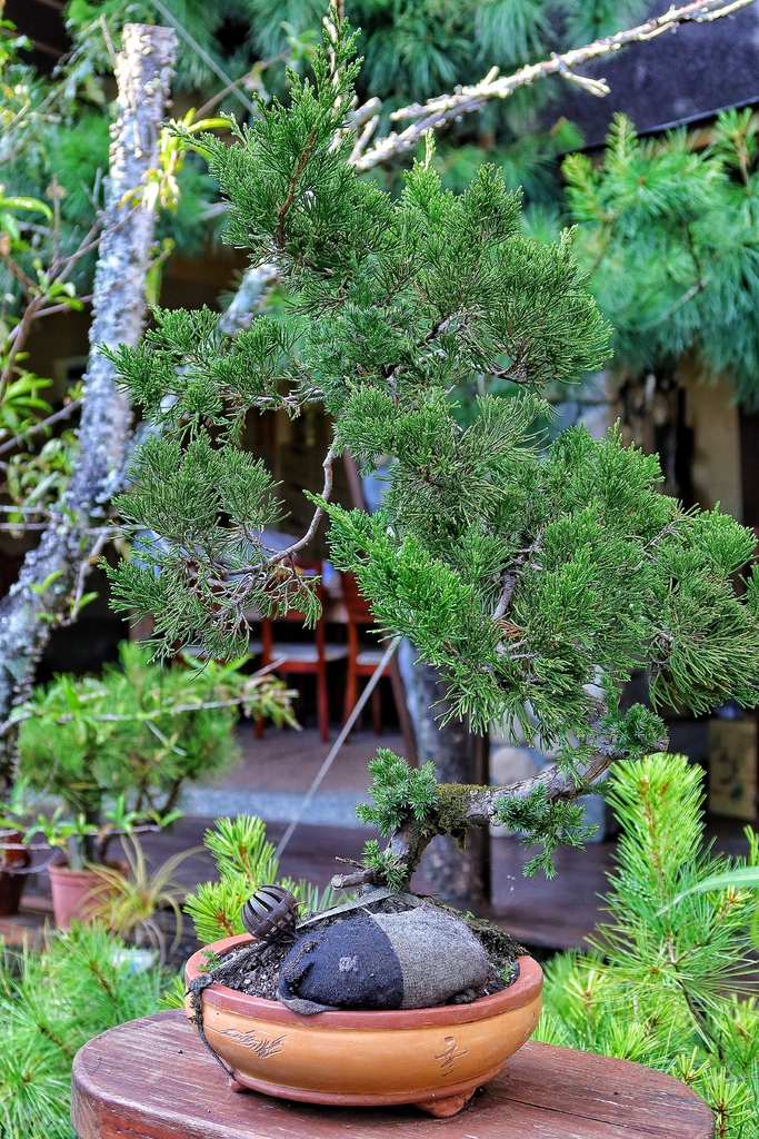 【清境民宿推薦】清境事外桃源渡假山莊民宿,鄉村系小木屋,綿延山景近收眼底! @混血珊莎的奇幻旅程 【清境民宿推薦】清境事外桃源渡假山莊民宿,鄉村系小木屋,綿延山景近收眼底! @混血珊莎的奇幻旅程