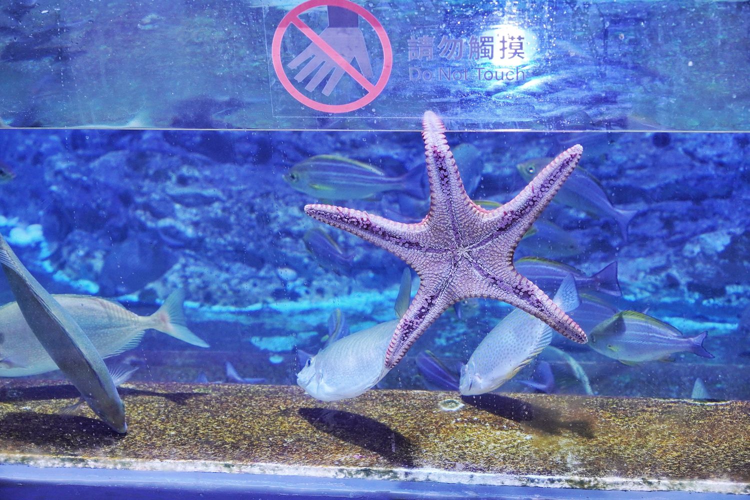 【基隆潮境智能海洋館】北部最強虛實整合實境水族館，四大展區搭配 5 G沉浸式體驗超好玩! @混血珊莎的奇幻旅程