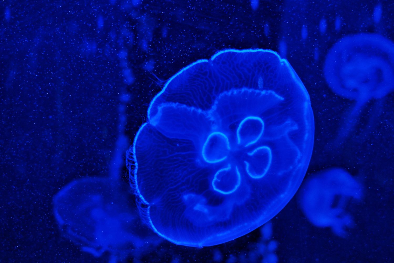 【基隆潮境智能海洋館】北部最強虛實整合實境水族館，四大展區搭配 5 G沉浸式體驗超好玩! @混血珊莎的奇幻旅程