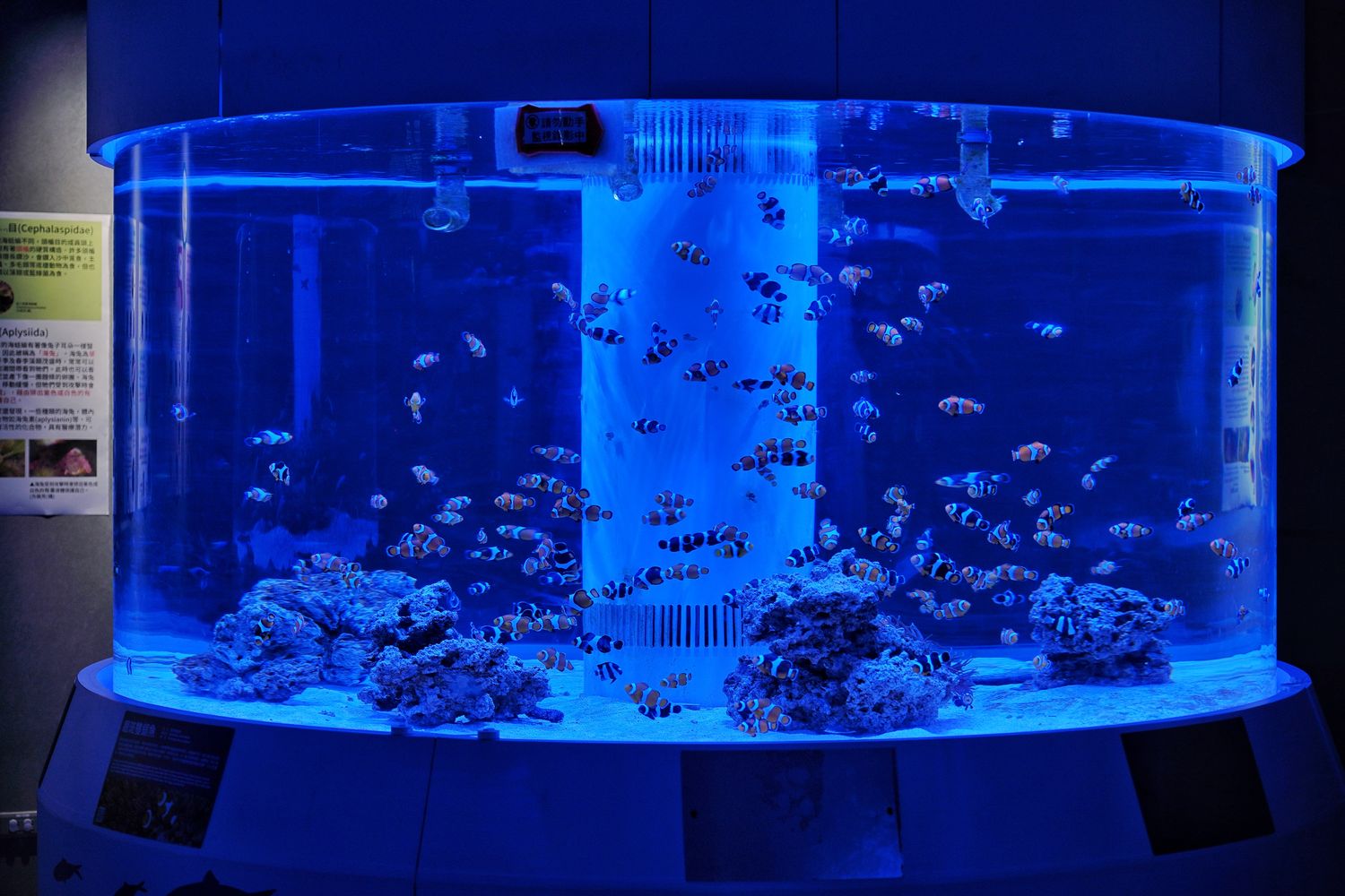 【基隆潮境智能海洋館】北部最強虛實整合實境水族館，四大展區搭配 5 G沉浸式體驗超好玩! @混血珊莎的奇幻旅程