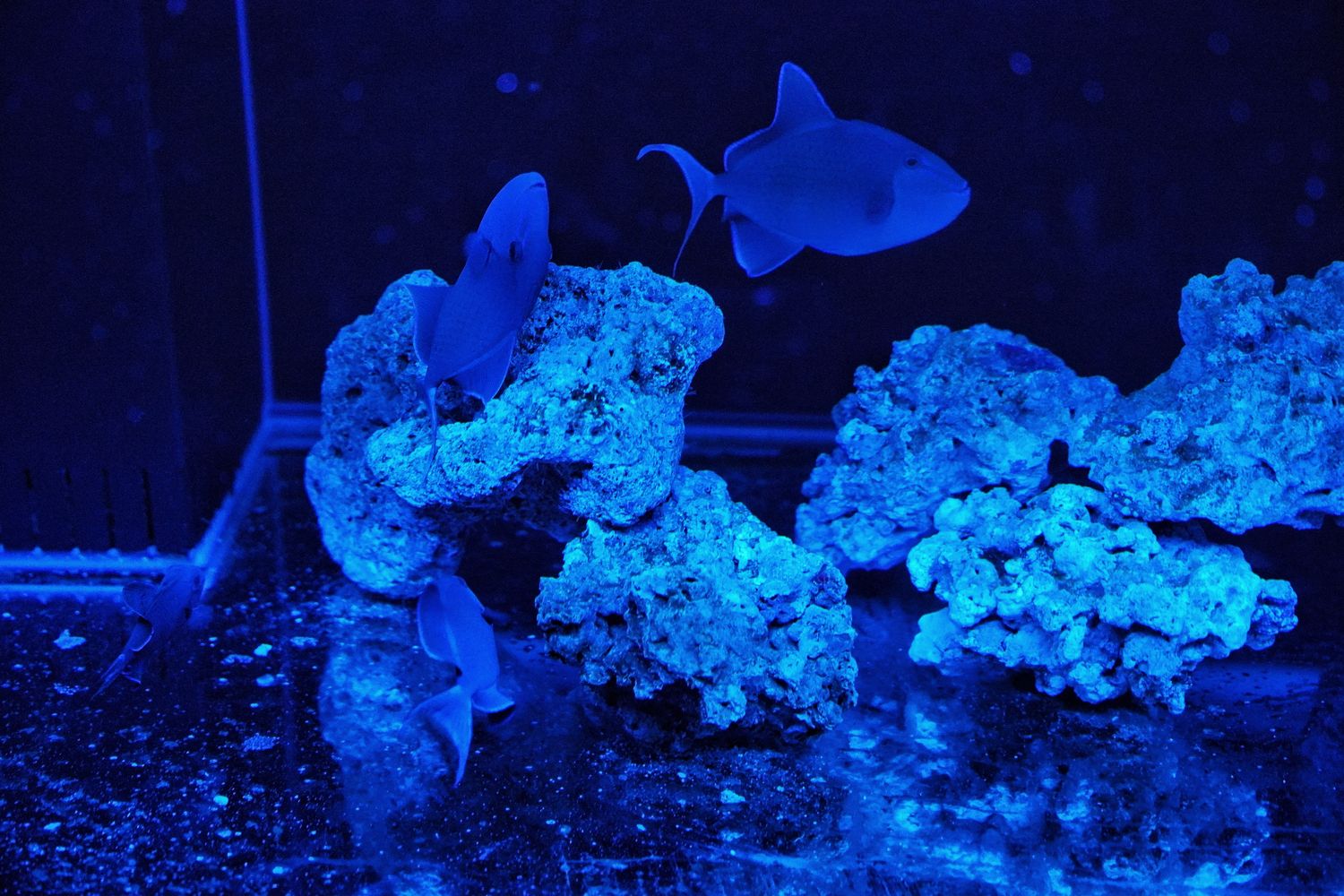 【基隆潮境智能海洋館】北部最強虛實整合實境水族館，四大展區搭配 5 G沉浸式體驗超好玩! @混血珊莎的奇幻旅程