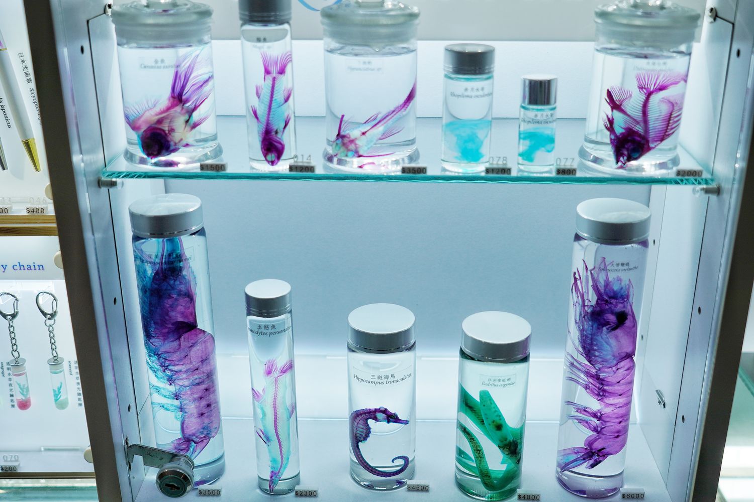 【基隆潮境智能海洋館】北部最強虛實整合實境水族館，四大展區搭配 5 G沉浸式體驗超好玩! @混血珊莎的奇幻旅程
