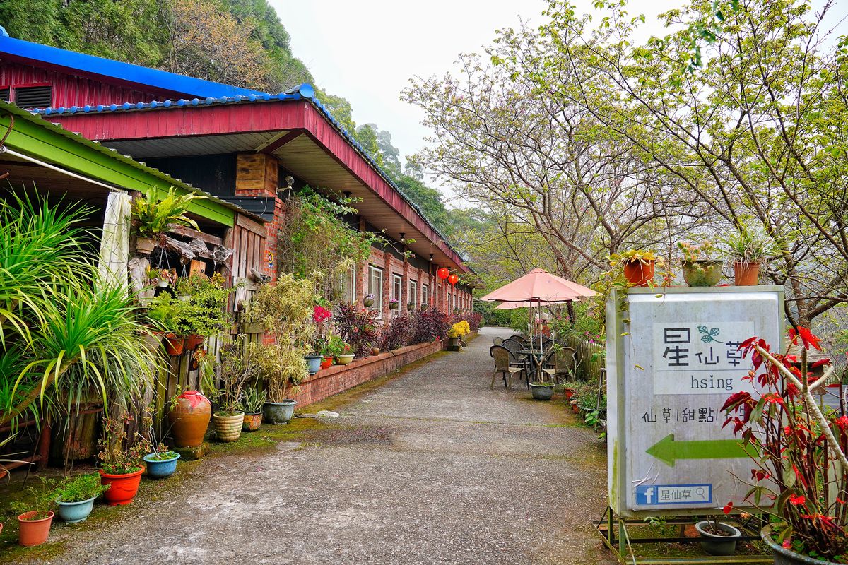 【獅潭仙草】星仙草景觀餐廳，獅潭秘境賞櫻花吃仙草冰! @混血珊莎的奇幻旅程