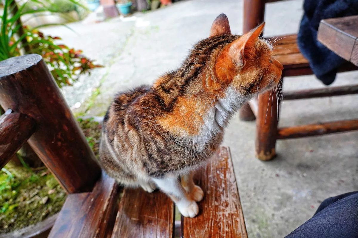 【獅潭仙草】星仙草景觀餐廳，獅潭秘境賞櫻花吃仙草冰! @混血珊莎的奇幻旅程