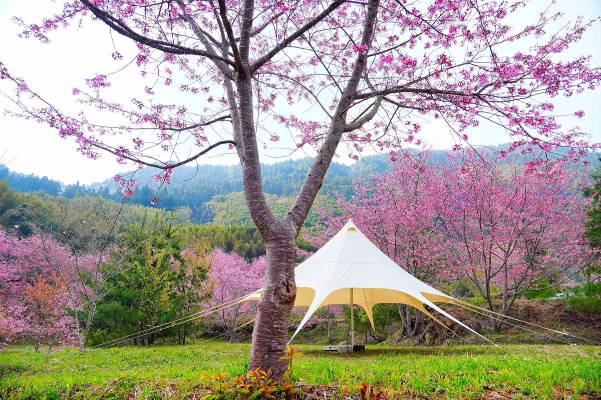 蟬說霧語｜五峰新竹懶人露營，夢幻櫻花林一泊二食，在地深度旅遊! @混血珊莎的奇幻旅程