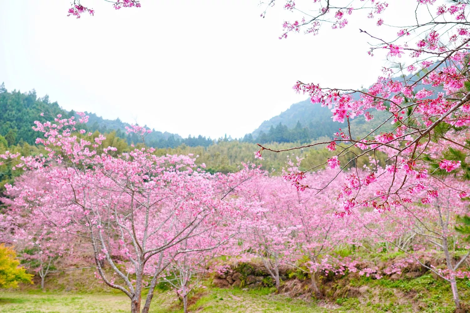 蟬說霧語｜五峰新竹懶人露營，夢幻櫻花林一泊二食，在地深度旅遊! @混血珊莎的奇幻旅程