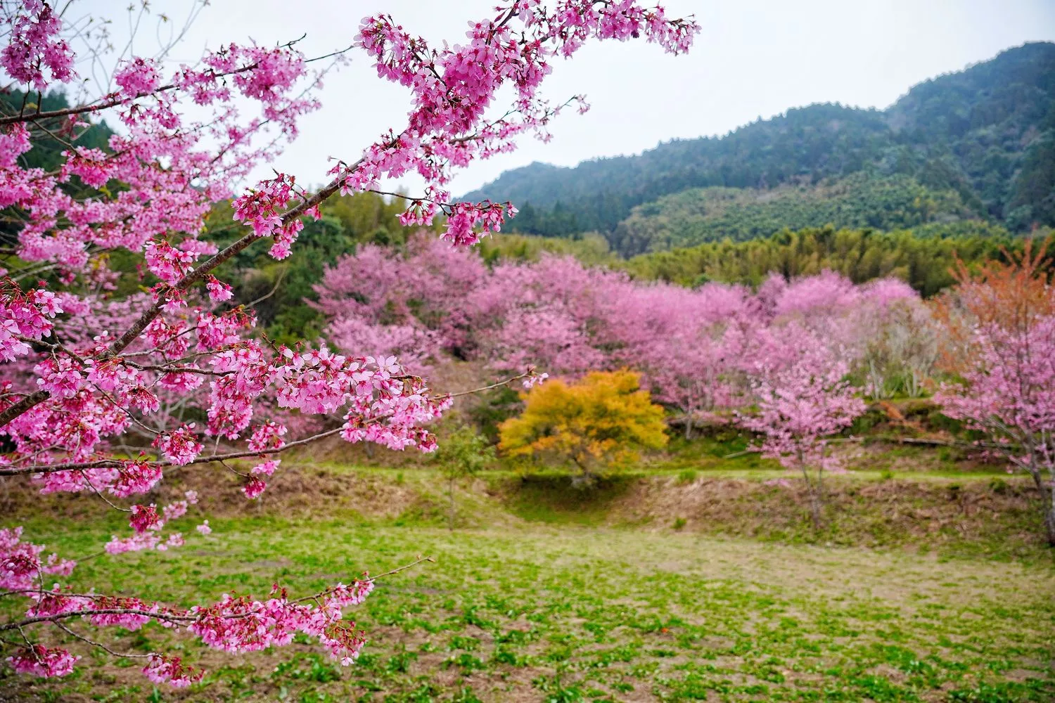 蟬說霧語｜五峰新竹懶人露營，夢幻櫻花林一泊二食，在地深度旅遊! @混血珊莎的奇幻旅程