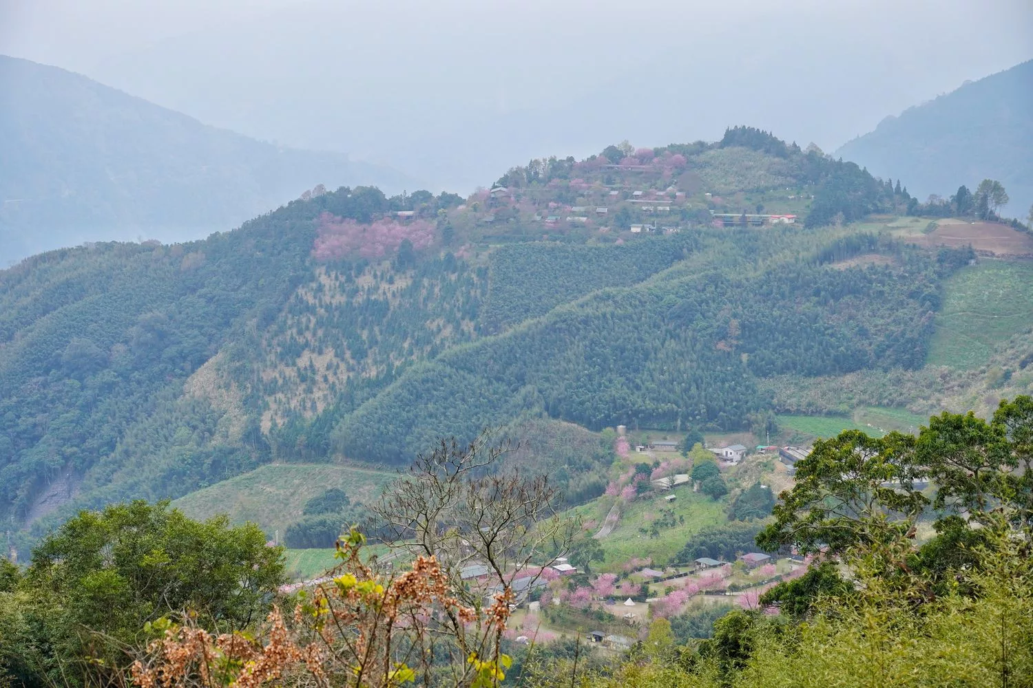 蟬說霧語｜五峰新竹懶人露營，夢幻櫻花林一泊二食，在地深度旅遊! @混血珊莎的奇幻旅程