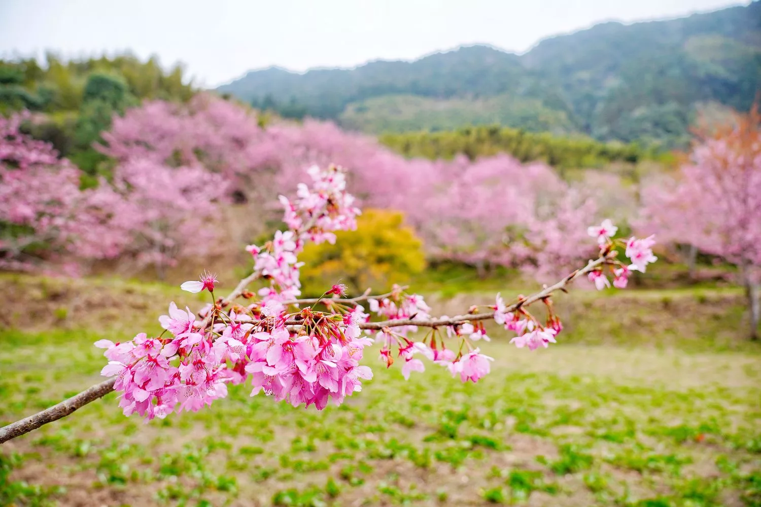 蟬說霧語｜五峰新竹懶人露營，夢幻櫻花林一泊二食，在地深度旅遊! @混血珊莎的奇幻旅程