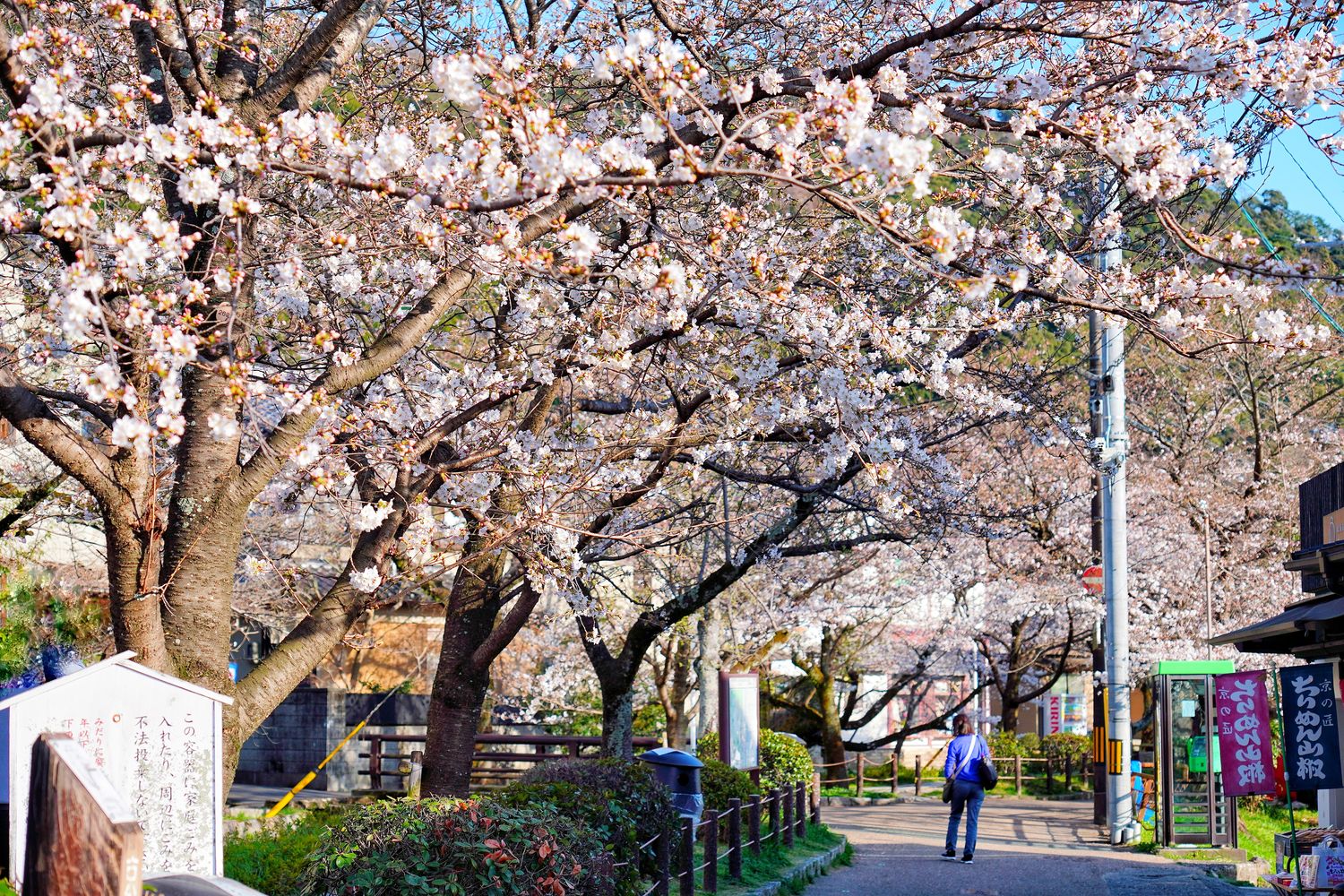 【 2025大阪京都櫻花】必拍大阪京都賞櫻熱門景點，浪漫春日的必訪之地！ @混血珊莎的奇幻旅程