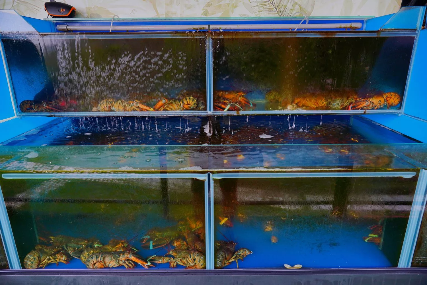 【南投豪華露營】相逢部落一泊四食，晚餐燒烤加龍蝦火鍋，調酒飲品無限暢飲，套房級帳篷泡澡超享受! @混血珊莎的奇幻旅程