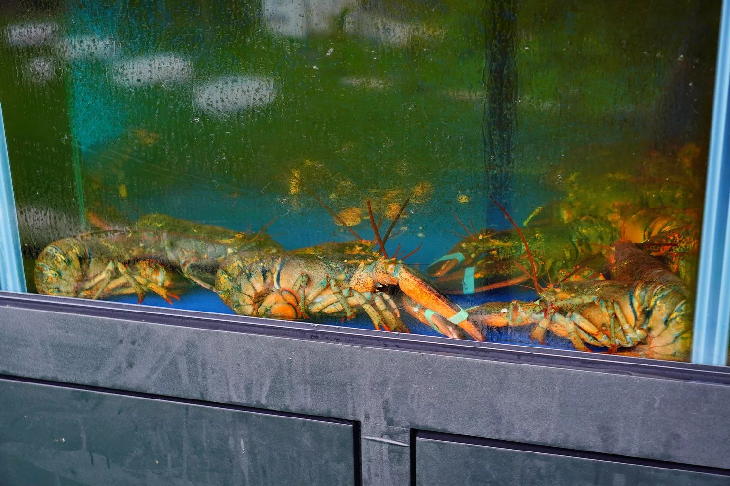 【南投豪華露營】相逢部落一泊四食，晚餐燒烤加龍蝦火鍋，調酒飲品無限暢飲，套房級帳篷泡澡超享受! @混血珊莎的奇幻旅程