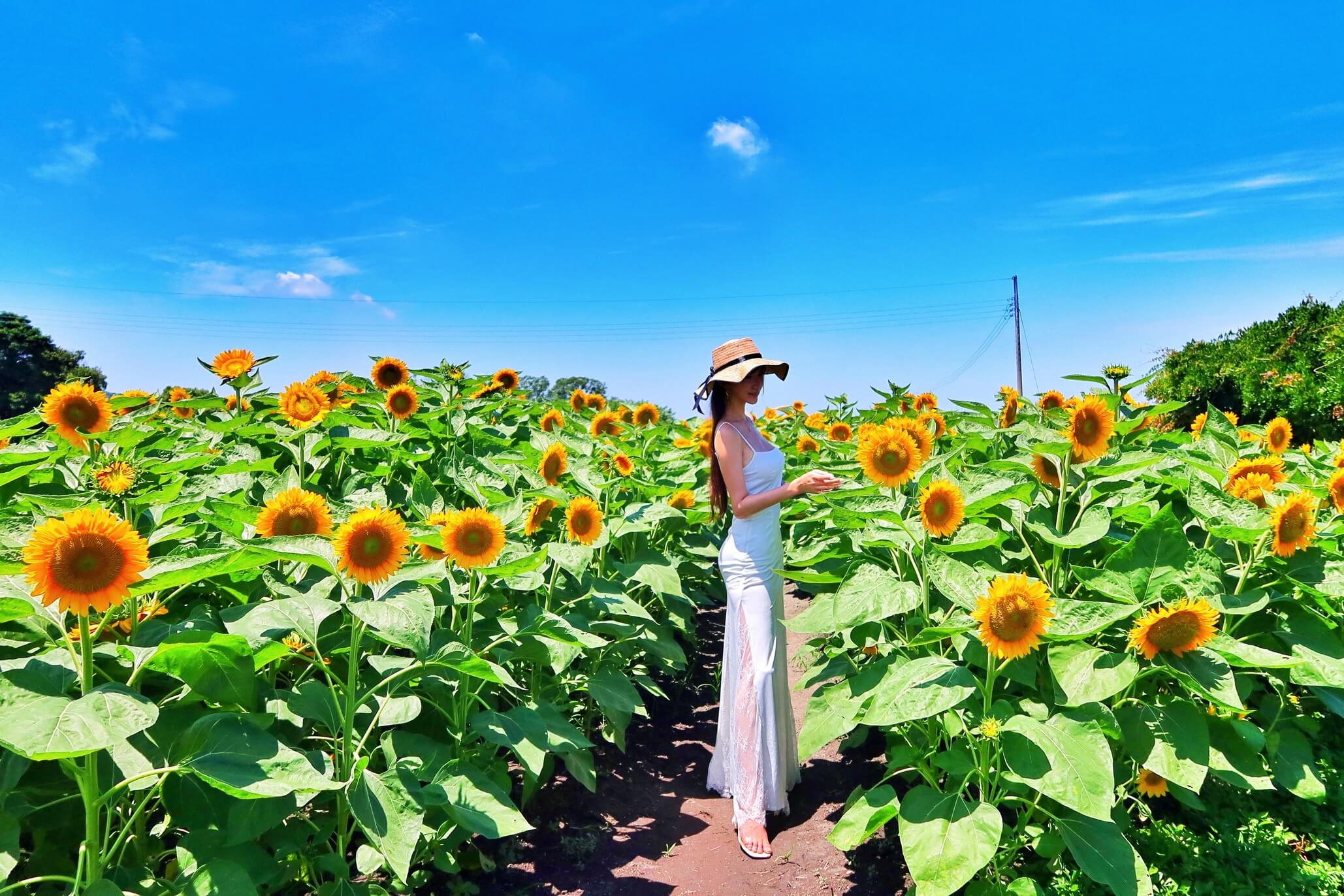【后里景點】中社觀光花市花海，一年四季都能賞花，必拍超萌波波球! @混血珊莎的奇幻旅程