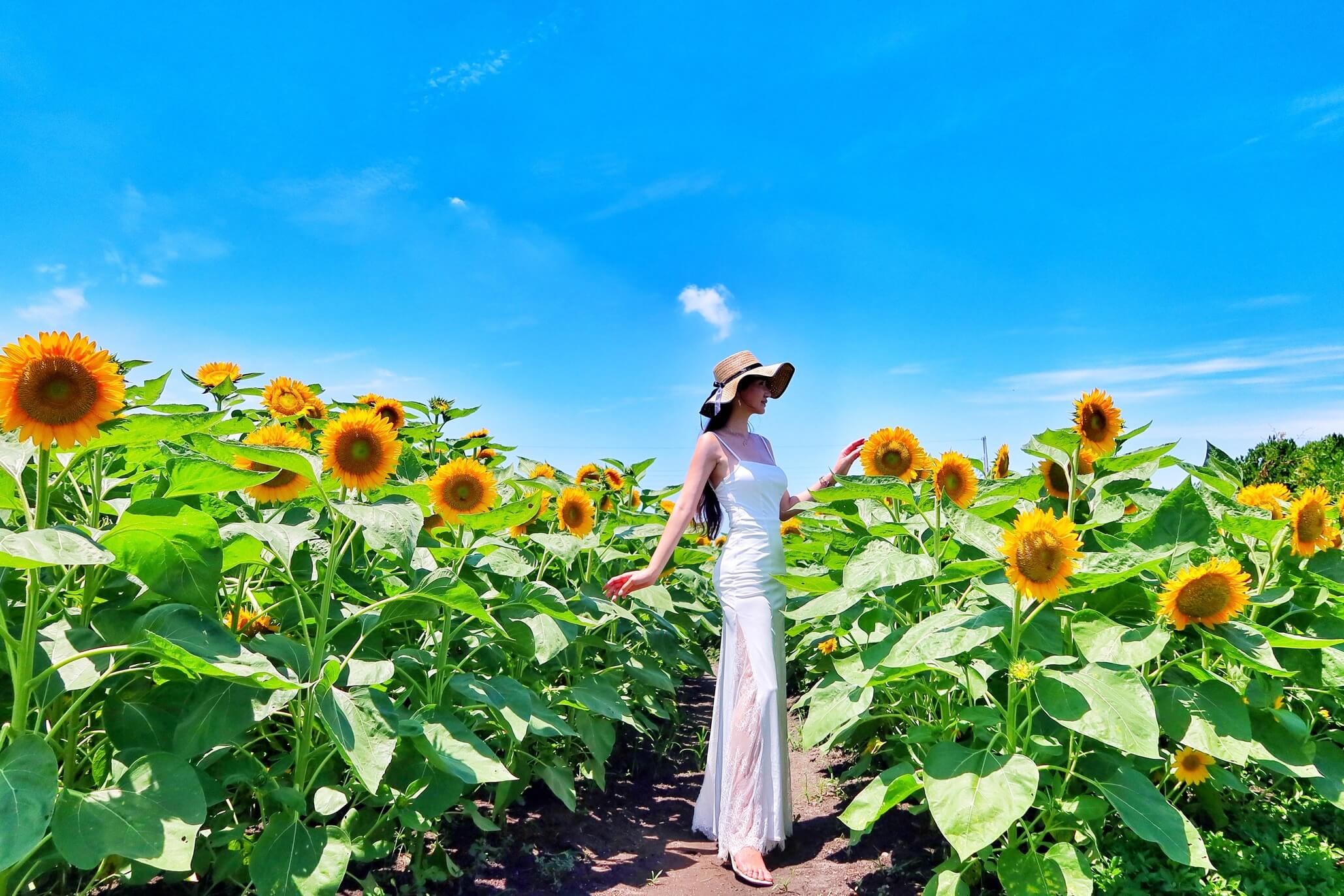 【后里景點】中社觀光花市花海，一年四季都能賞花，必拍超萌波波球! @混血珊莎的奇幻旅程