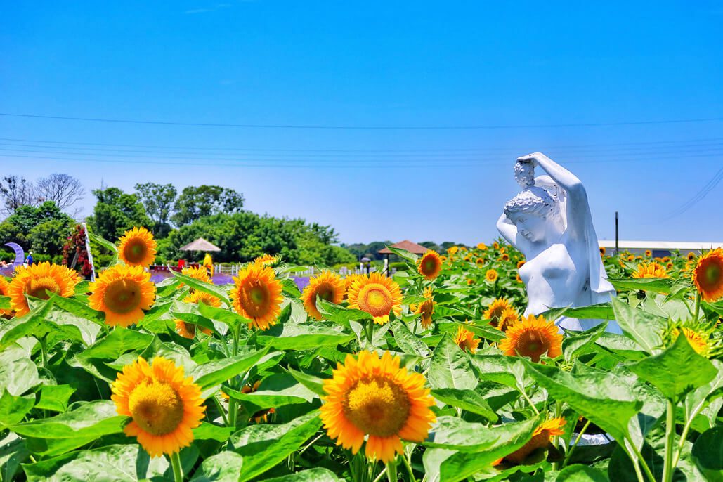 【后里景點】中社觀光花市花海，一年四季都能賞花，必拍超萌波波球! @混血珊莎的奇幻旅程