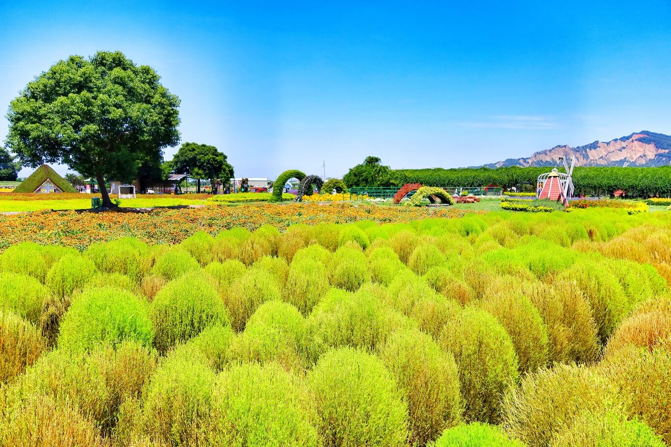 【后里景點】中社觀光花市花海，一年四季都能賞花，必拍超萌波波球! @混血珊莎的奇幻旅程