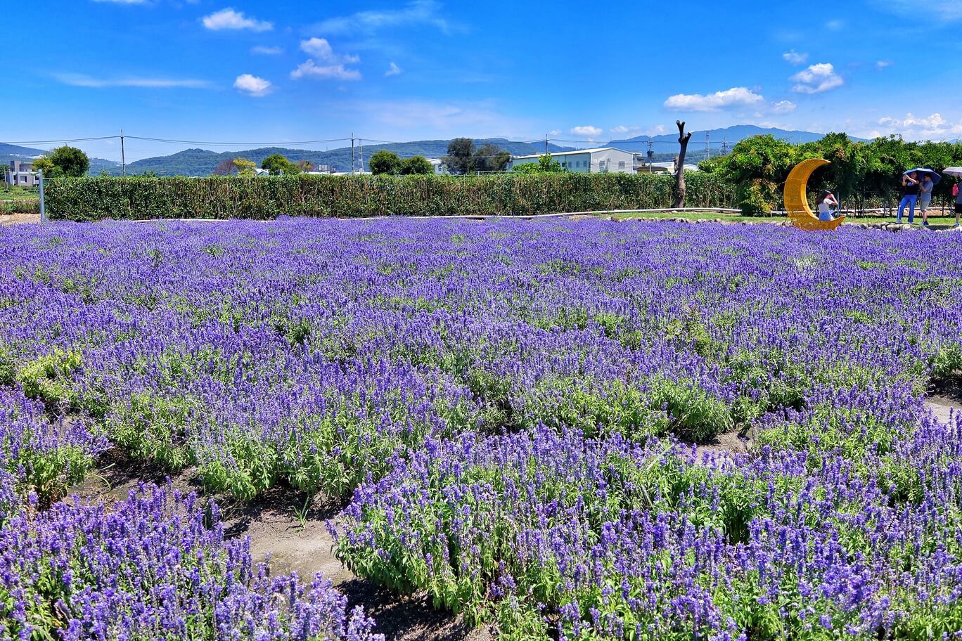 【后里景點】中社觀光花市花海，一年四季都能賞花，必拍超萌波波球! @混血珊莎的奇幻旅程