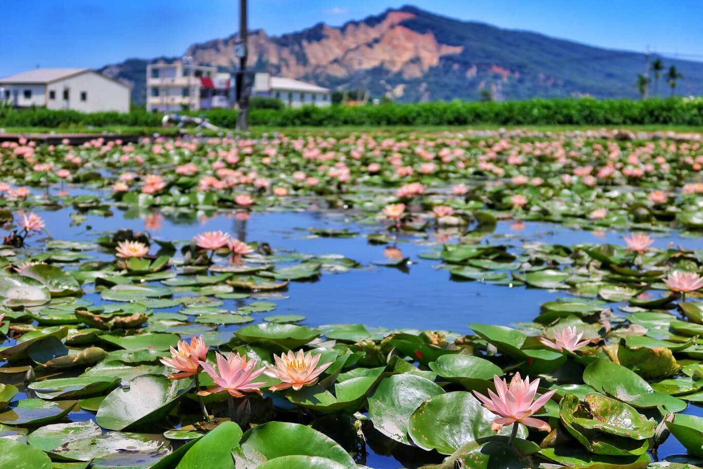 【后里景點】中社觀光花市花海，一年四季都能賞花，必拍超萌波波球! @混血珊莎的奇幻旅程