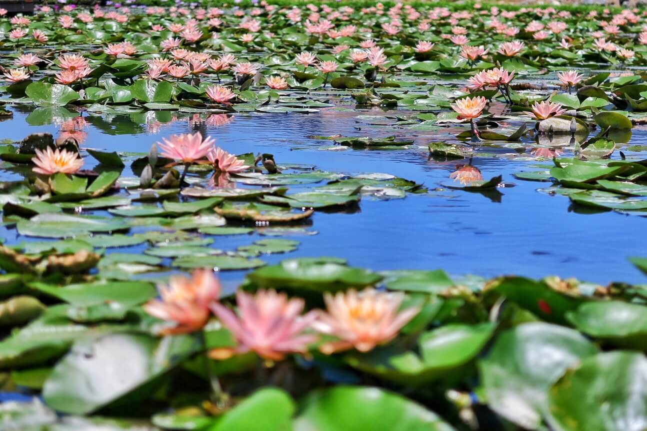 【后里景點】中社觀光花市花海，一年四季都能賞花，必拍超萌波波球! @混血珊莎的奇幻旅程