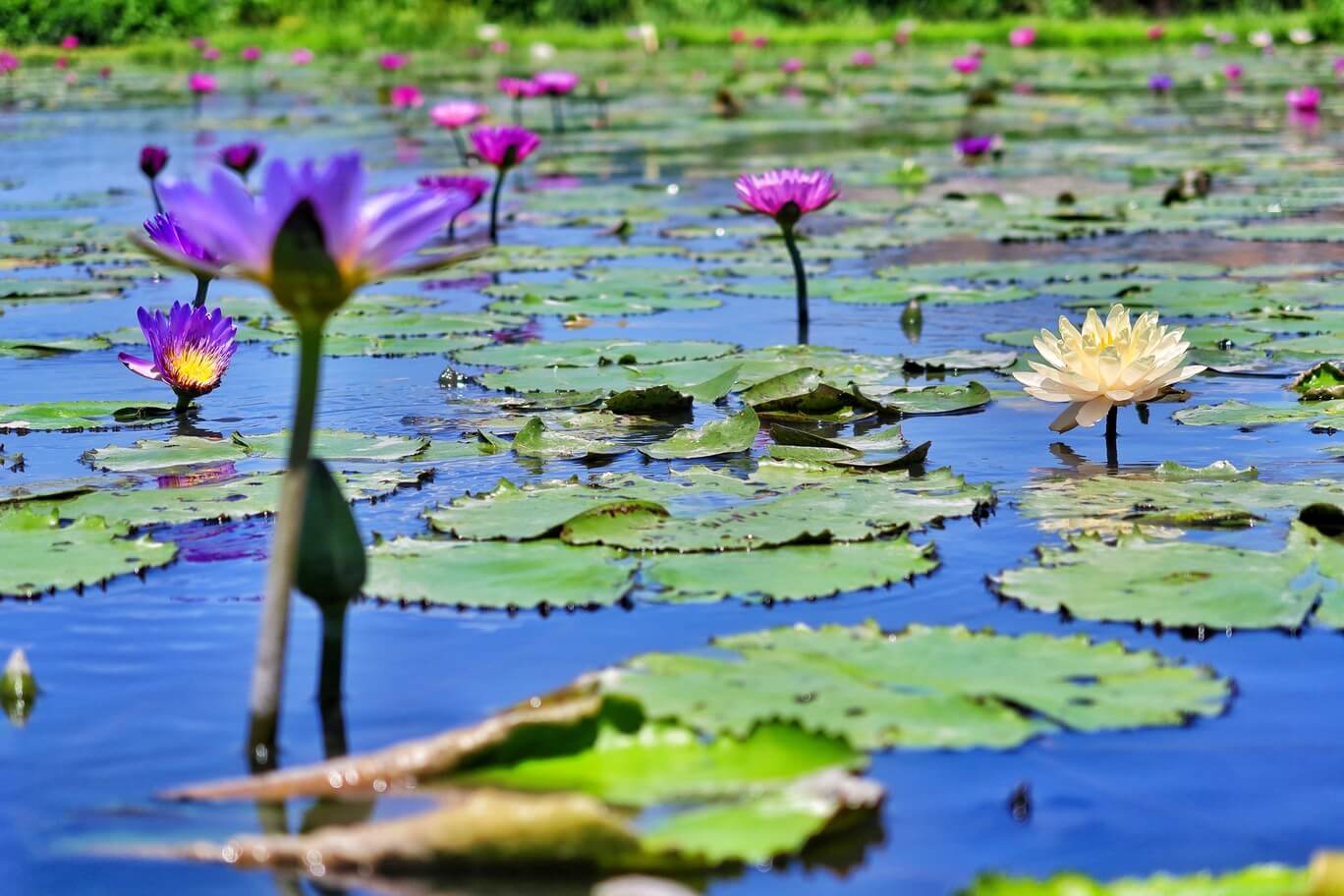 【后里景點】中社觀光花市花海，一年四季都能賞花，必拍超萌波波球! @混血珊莎的奇幻旅程