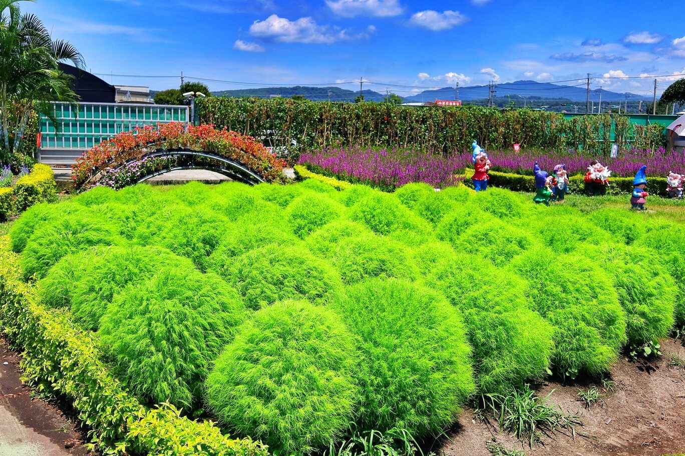 【后里景點】中社觀光花市花海，一年四季都能賞花，必拍超萌波波球! @混血珊莎的奇幻旅程