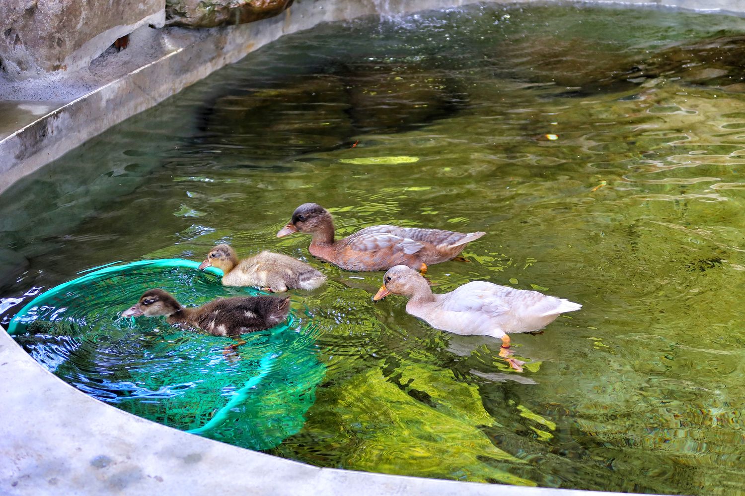 【花蓮合菜】花蓮洄瀾灣景觀餐廳，隱藏版 4000 坪秘境花園，還有水豚君.梅花鹿，萌翻天! @混血珊莎的奇幻旅程