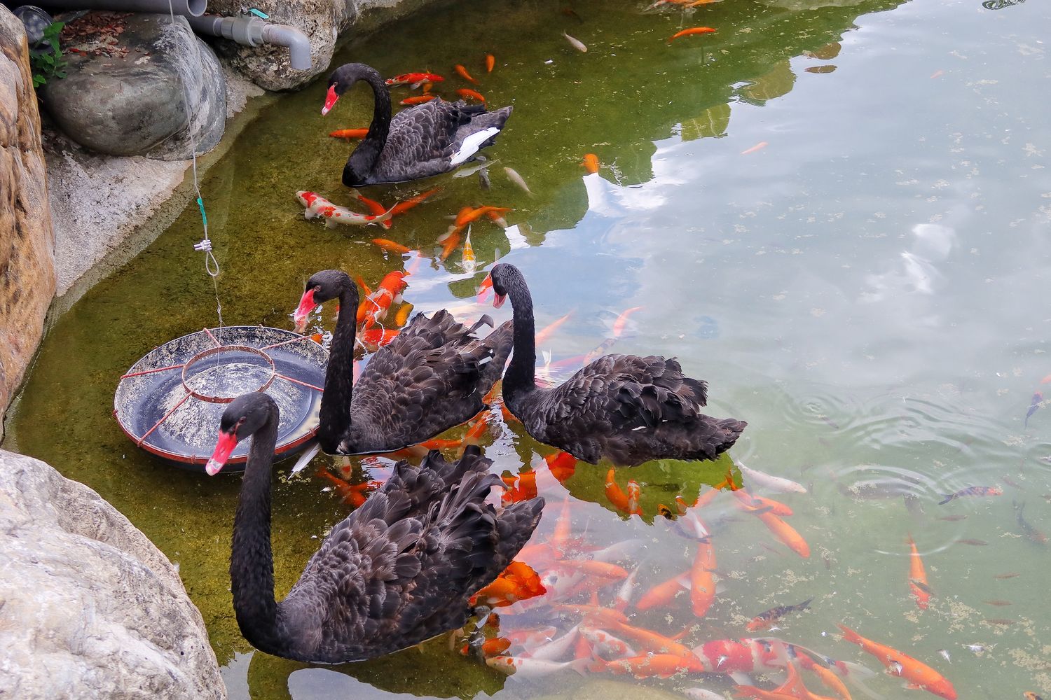 【花蓮合菜】花蓮洄瀾灣景觀餐廳，隱藏版 4000 坪秘境花園，還有水豚君.梅花鹿，萌翻天! @混血珊莎的奇幻旅程