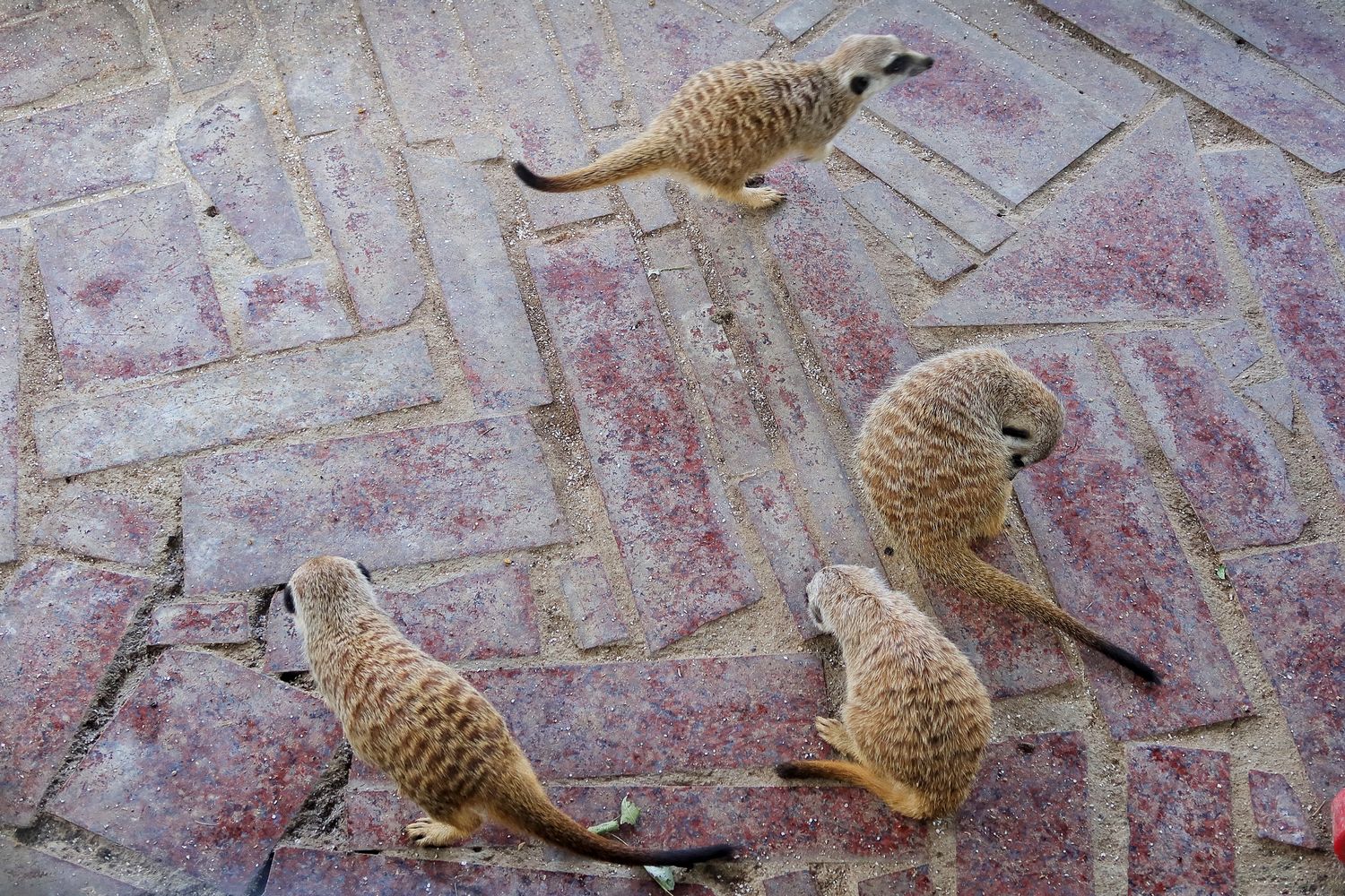 【花蓮合菜】花蓮洄瀾灣景觀餐廳，隱藏版 4000 坪秘境花園，還有水豚君.梅花鹿，萌翻天! @混血珊莎的奇幻旅程