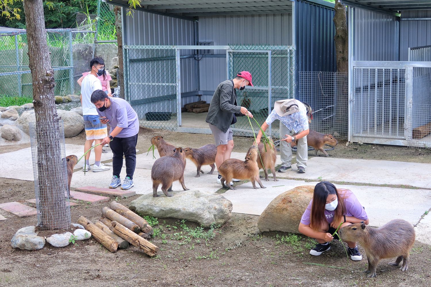 【花蓮合菜】花蓮洄瀾灣景觀餐廳，隱藏版 4000 坪秘境花園，還有水豚君.梅花鹿，萌翻天! @混血珊莎的奇幻旅程