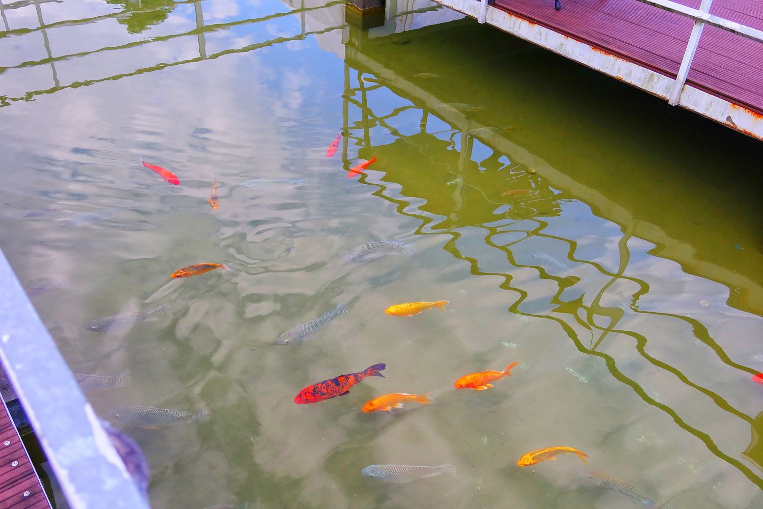 【花蓮露營】鯉魚潭露營渡假村，山水谷豪華露營體驗，超夢幻水上球型屋，帳蓬附設獨立衛浴，烤肉溫泉通通有，走出房門就能看星星! @混血珊莎的奇幻旅程
