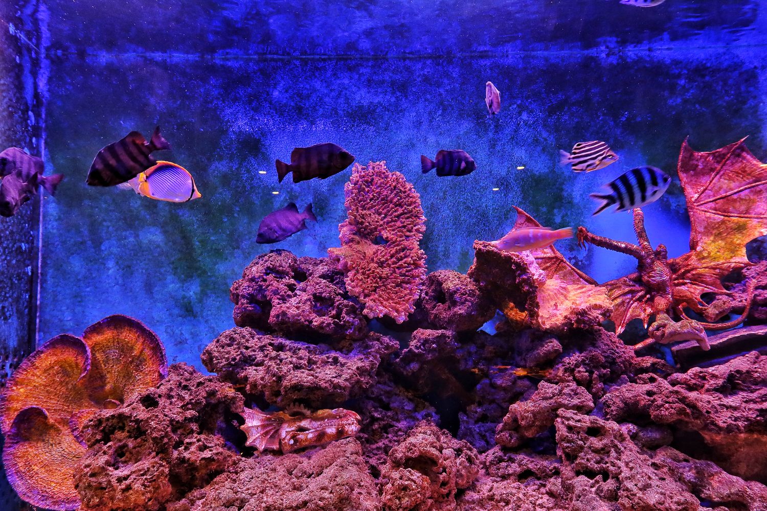 【新竹東區美食】山上走走日式無菜單燒肉專門店，超夢幻水族館餐廳，新竹無菜單料理推薦! @混血珊莎的奇幻旅程