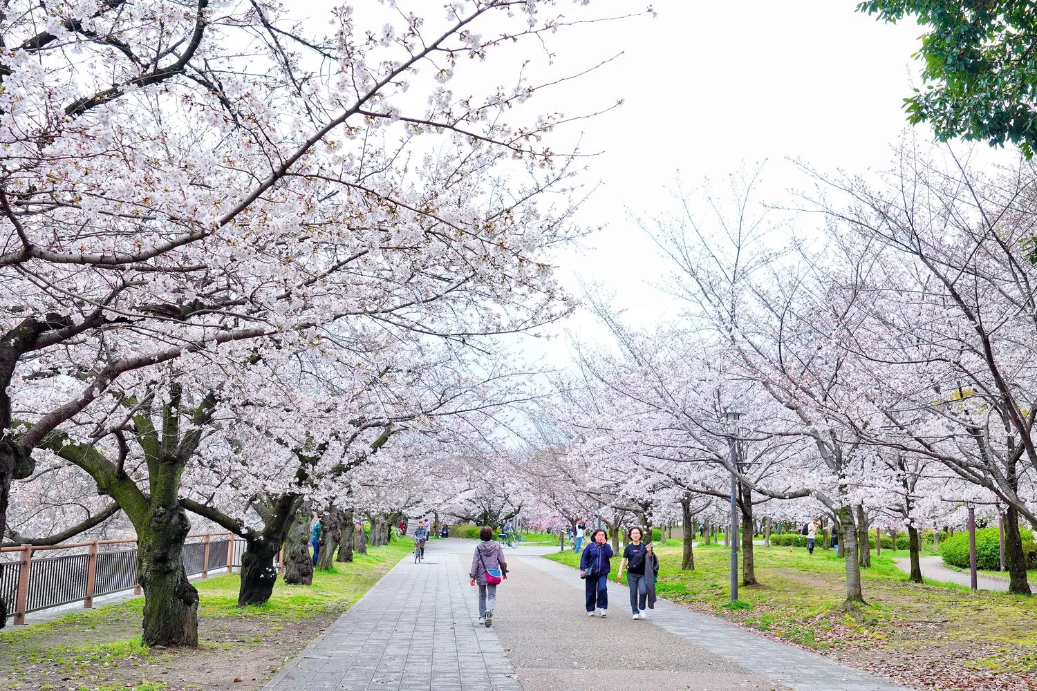 【 2025大阪京都櫻花】必拍大阪京都賞櫻熱門景點，浪漫春日的必訪之地！ @混血珊莎的奇幻旅程