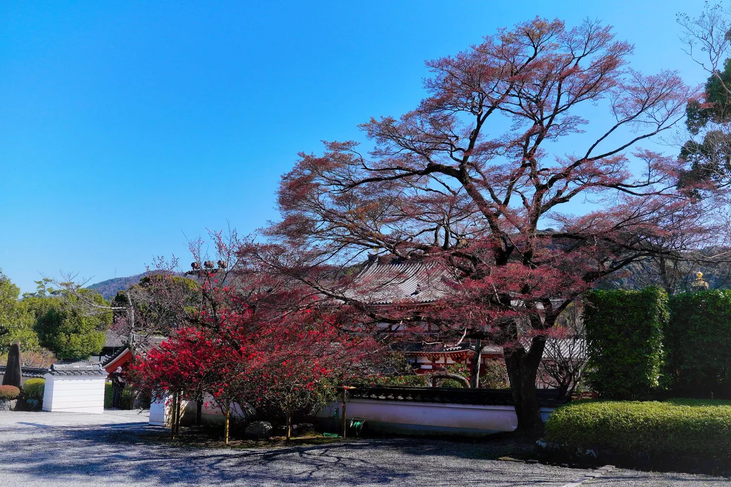 宇治平等院｜此生必訪京都世界遺產鳳凰堂交通/門票參觀重點! @混血珊莎的奇幻旅程