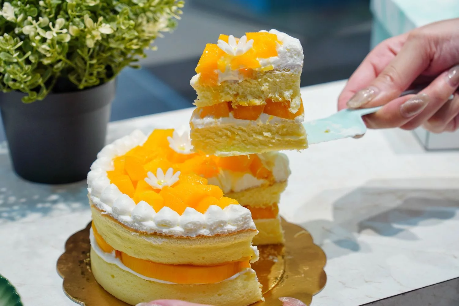 【台中蛋糕店】2度c niguo 豐原店,純手工製作多達18種口味,必點季節限定芒果千層! @混血珊莎的奇幻旅程 【台中蛋糕店】2度c niguo 豐原店,純手工製作多達18種口味,必點季節限定芒果千層! @混血珊莎的奇幻旅程