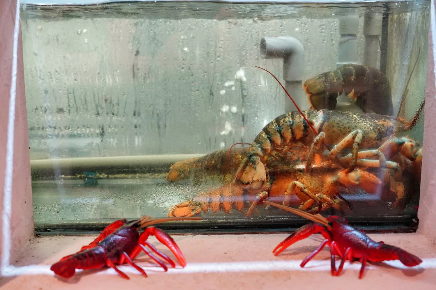 【汕頭火鍋】深紅汕頭鍋物SOGO敦化店，活體龍蝦現流海鮮霸氣上桌! @混血珊莎的奇幻旅程