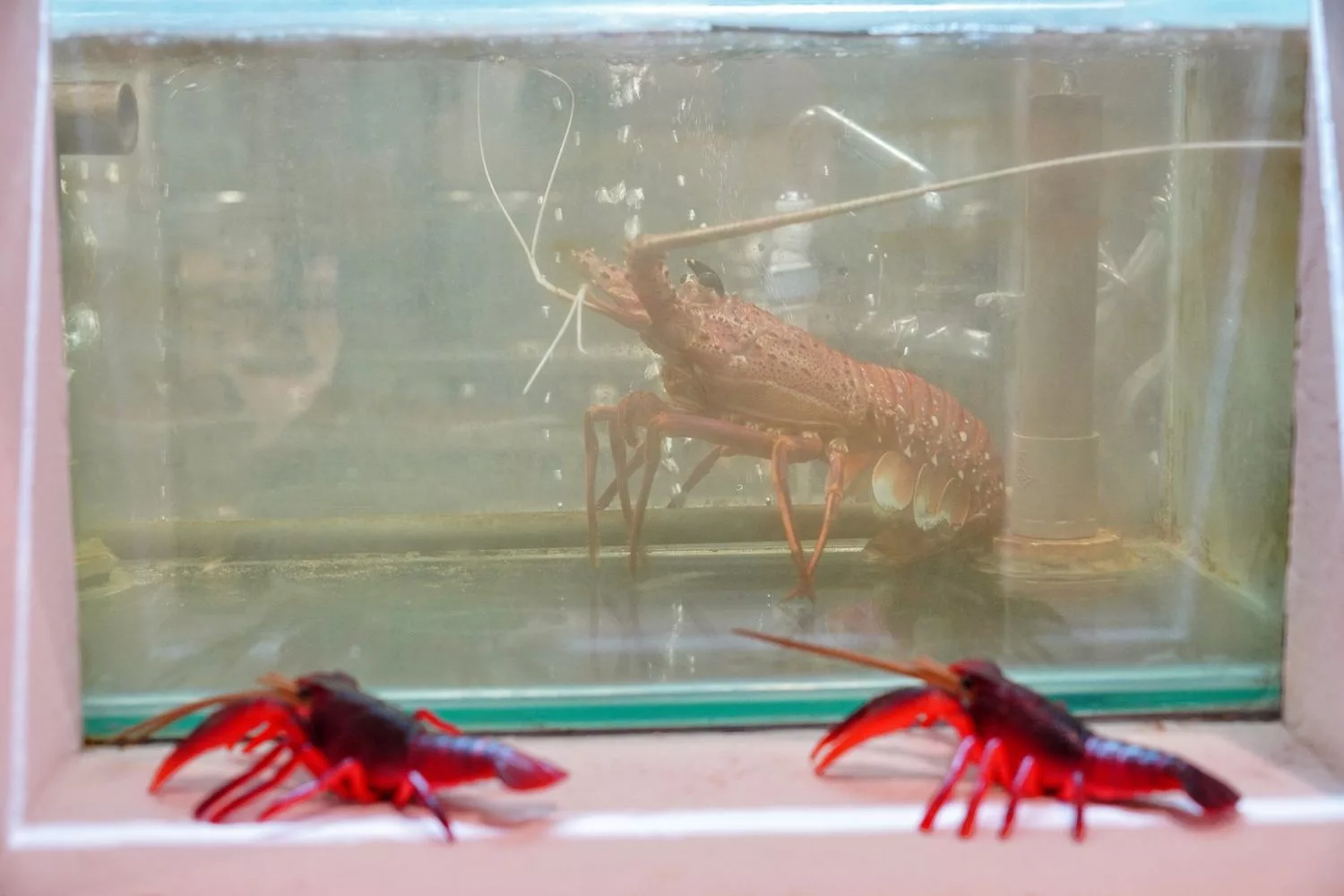 【汕頭火鍋】深紅汕頭鍋物SOGO敦化店，活體龍蝦現流海鮮霸氣上桌! @混血珊莎的奇幻旅程