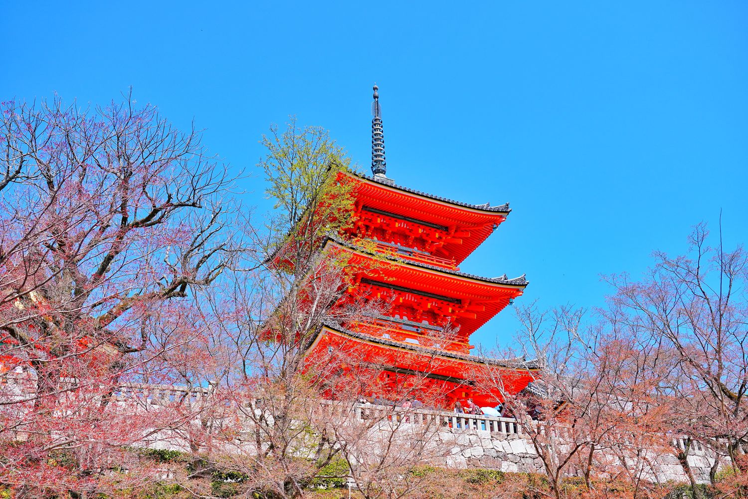 【京都清水寺】必看景點遊玩指南跟交通攻略! @混血珊莎的奇幻旅程