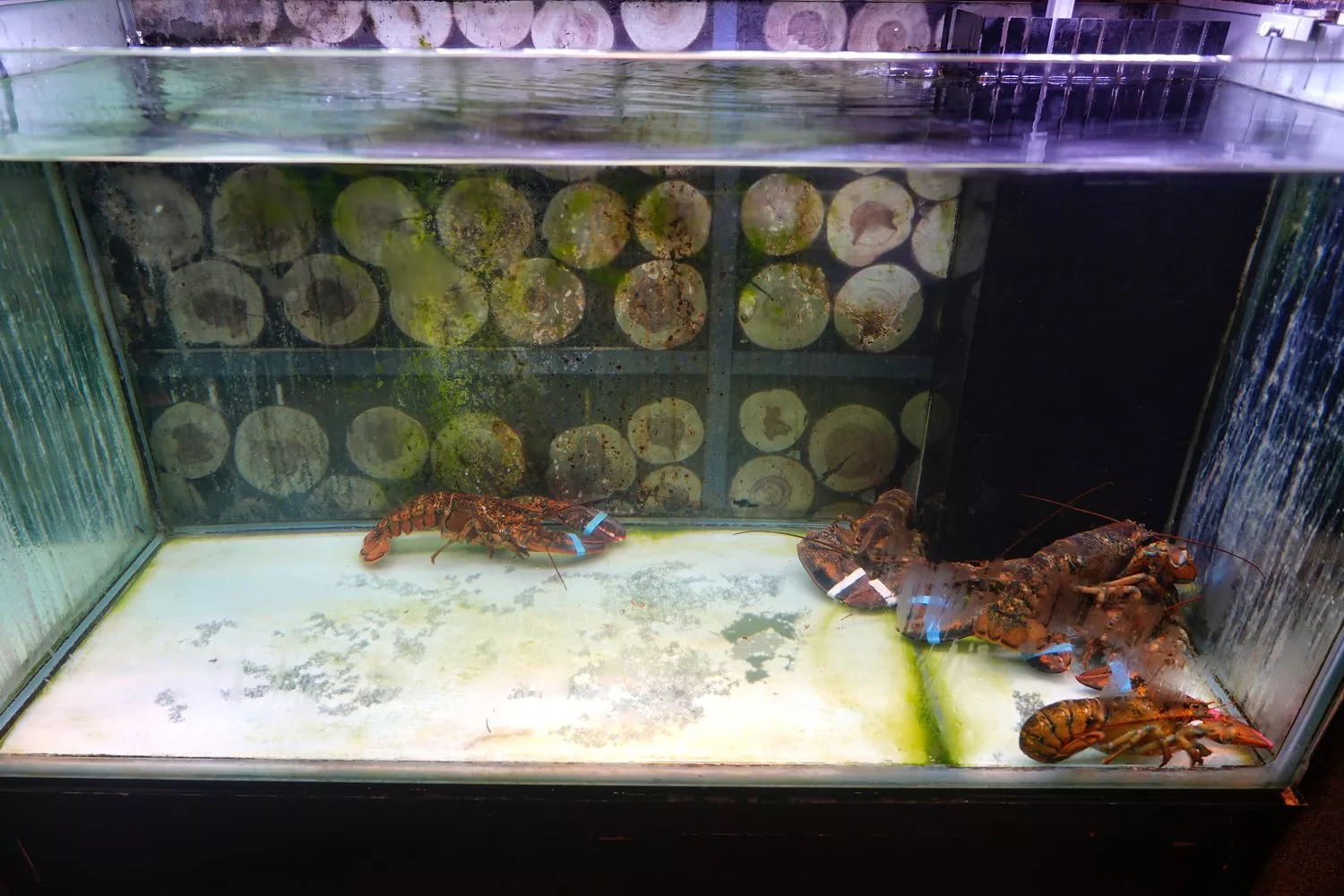 【鼓山區美食】舞古賀涮涮屋，日本A5和牛&#038;巧克力和牛入口即化太銷魂，壽星免費送肉! @混血珊莎的奇幻旅程