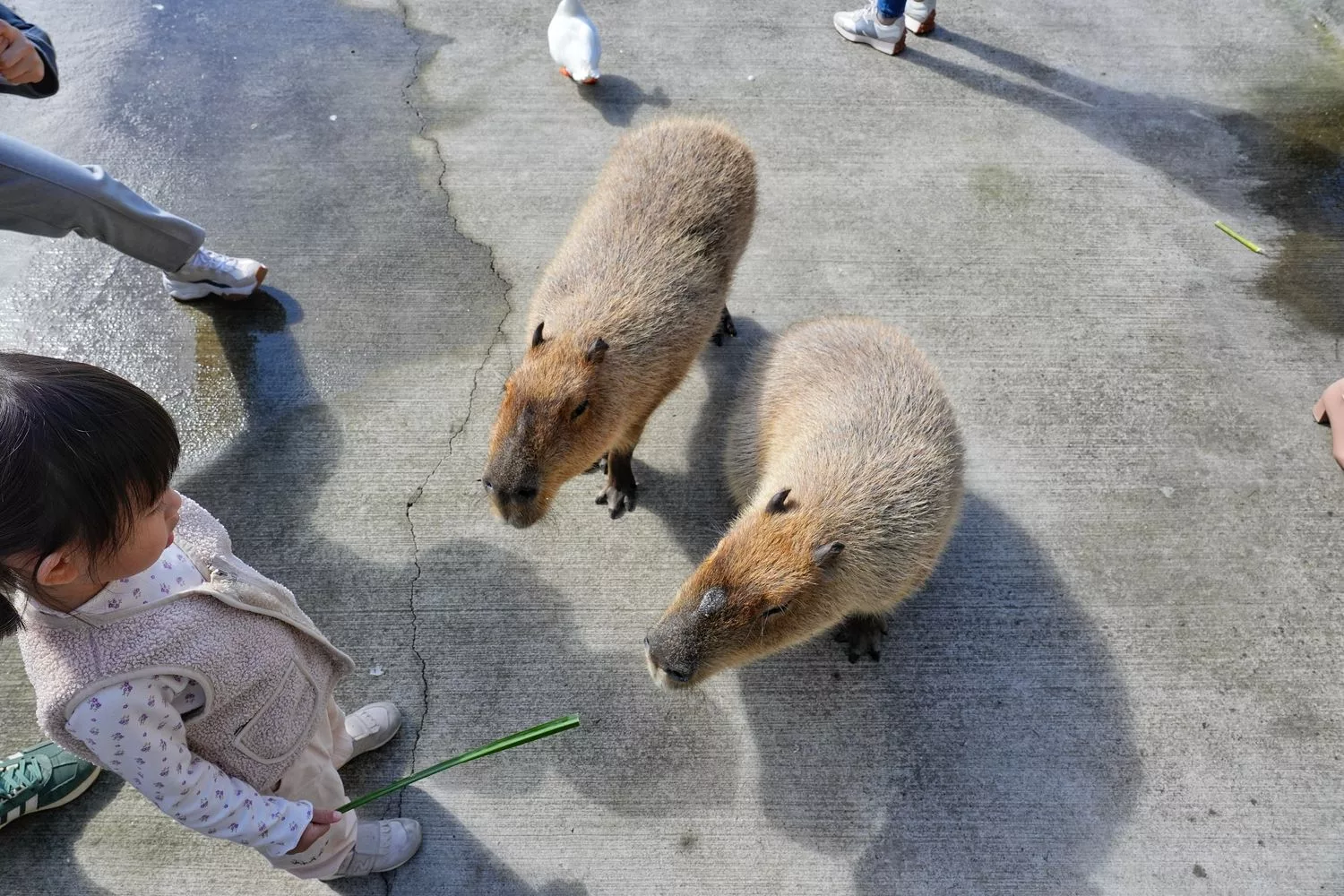 【綠舞日式主題園區】和服浴衣拍照打卡，可愛萌寵餵食互動一日遊! @混血珊莎的奇幻旅程
