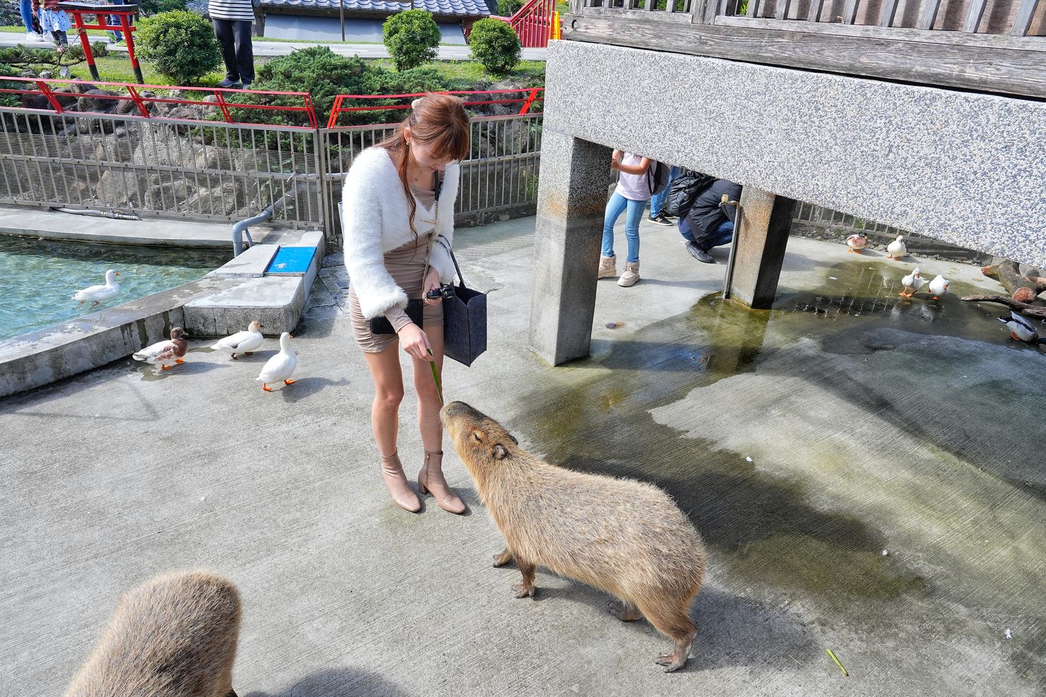 【綠舞日式主題園區】和服浴衣拍照打卡，可愛萌寵餵食互動一日遊! @混血珊莎的奇幻旅程