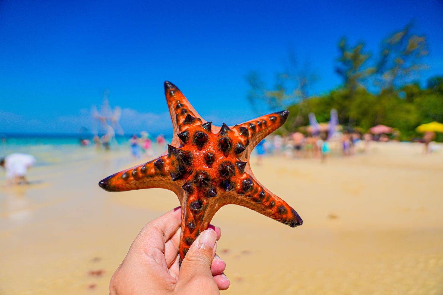 2026富國島自由行攻略】越南富國島行程、費用、交通、換匯! @混血珊