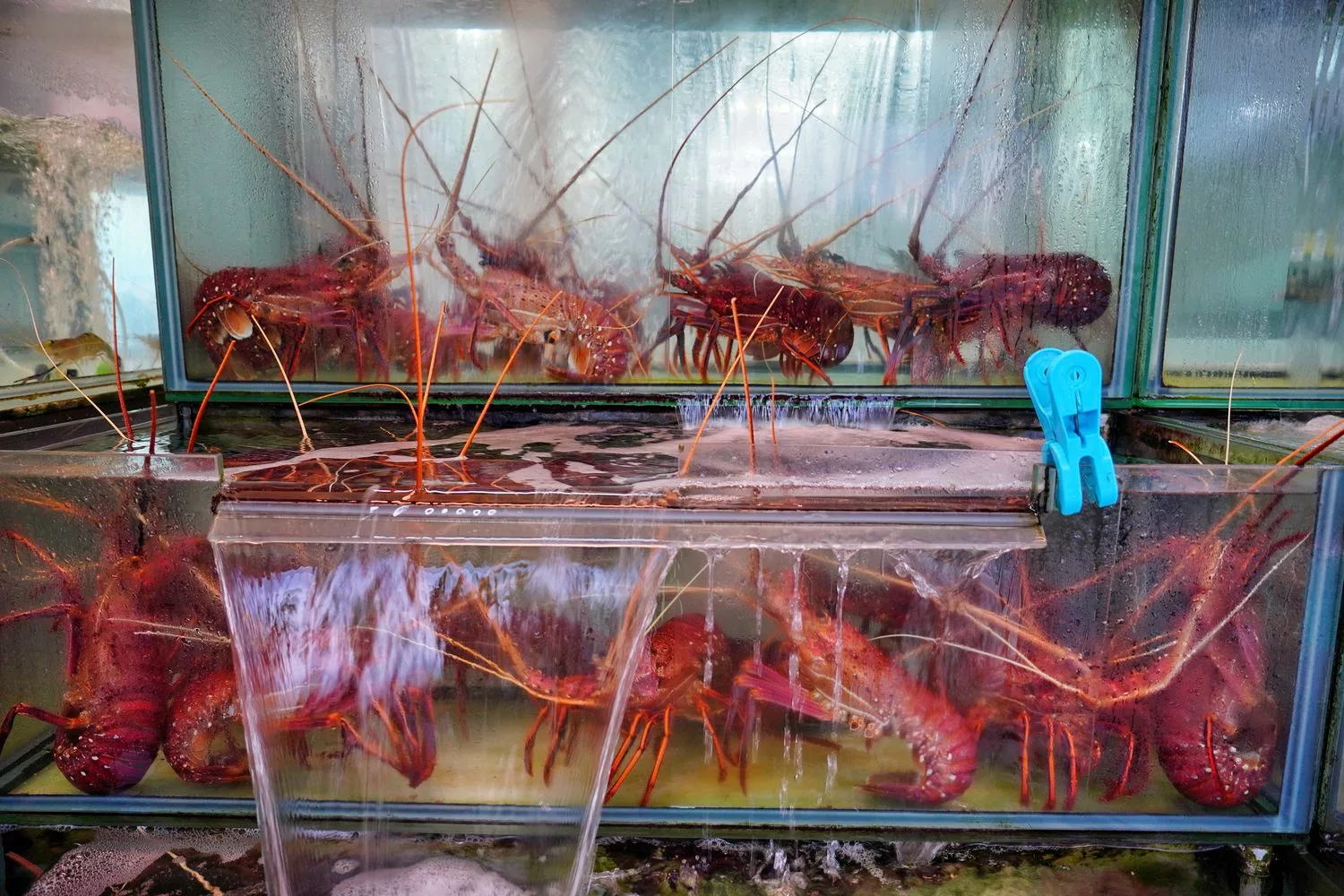 【邱家生魚片】墾丁必吃平價海產店，綜合生魚片100元起! @混血珊莎的奇幻旅程