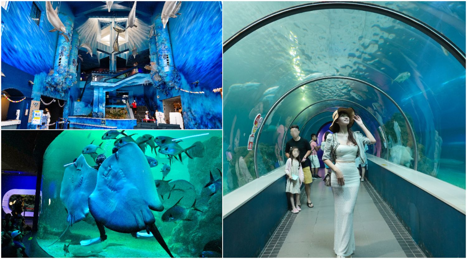 澎湖水族館｜夢幻海底隧道，門票優惠交通總整理! @混血珊莎的奇幻旅程