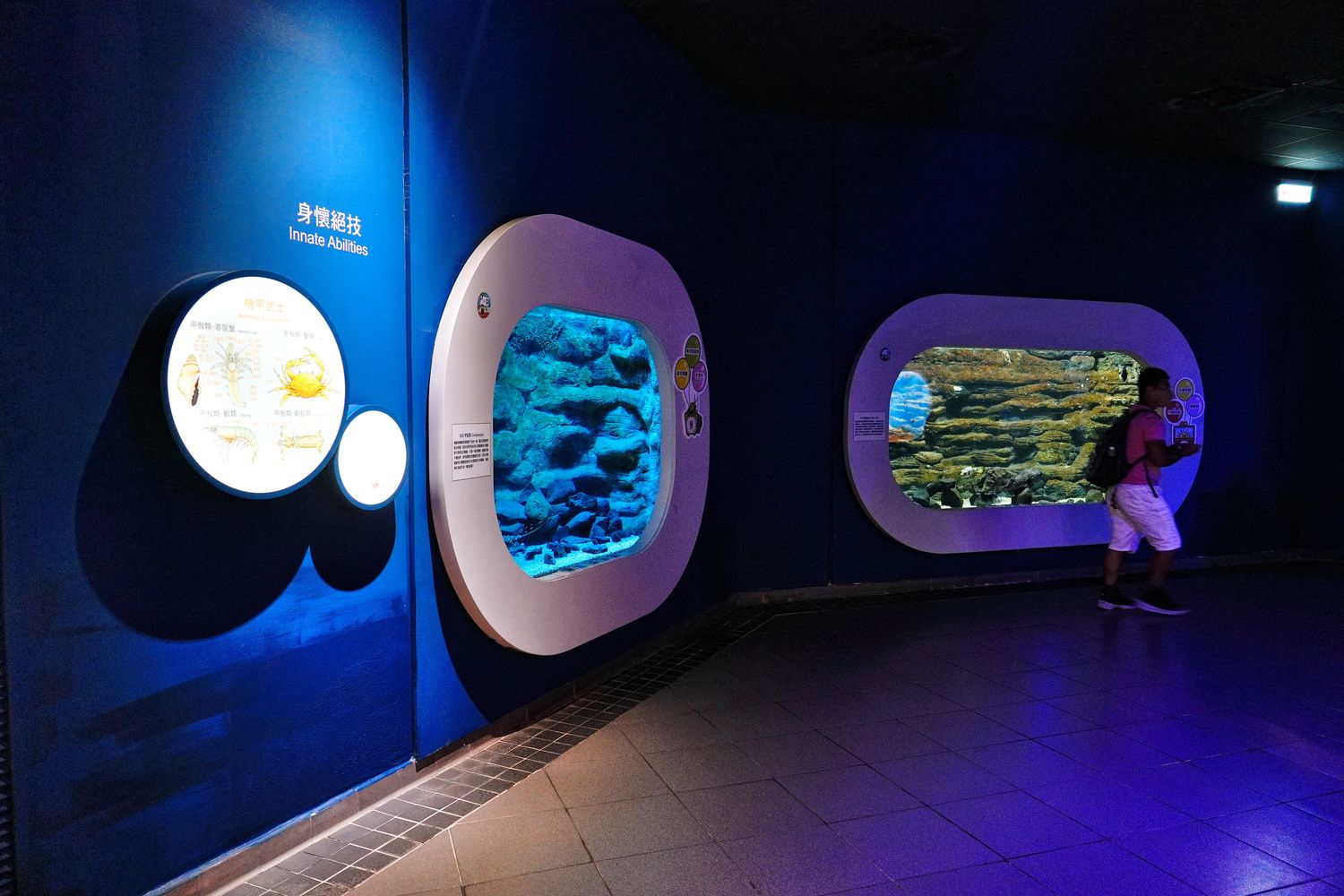 澎湖水族館｜夢幻海底隧道，門票優惠交通總整理! @混血珊莎的奇幻旅程