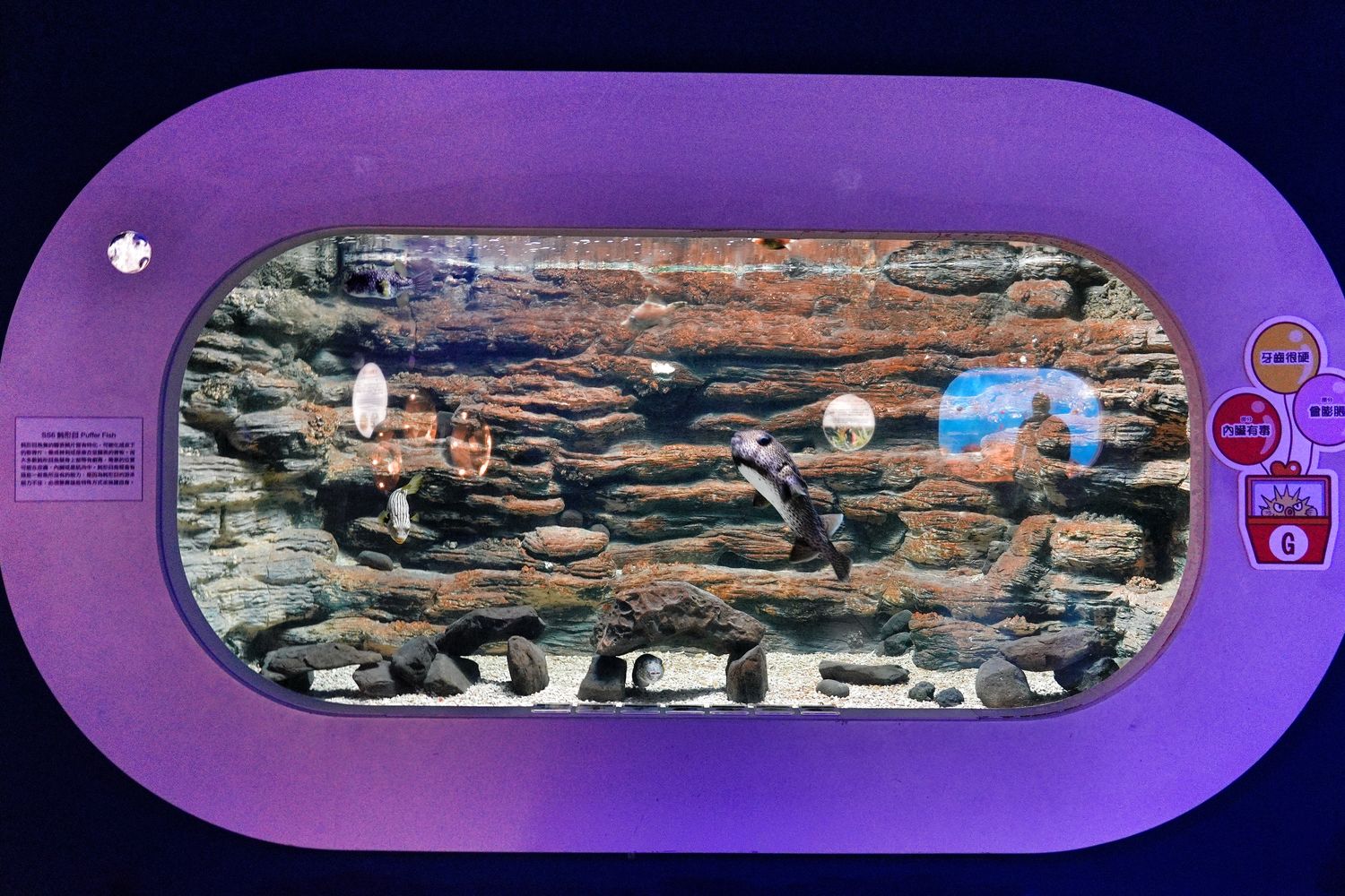 澎湖水族館｜夢幻海底隧道，門票優惠交通總整理! @混血珊莎的奇幻旅程