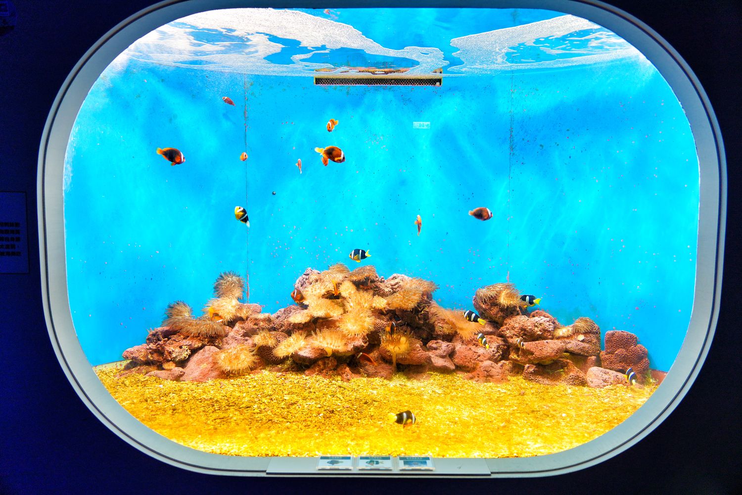 澎湖水族館｜夢幻海底隧道，門票優惠交通總整理! @混血珊莎的奇幻旅程