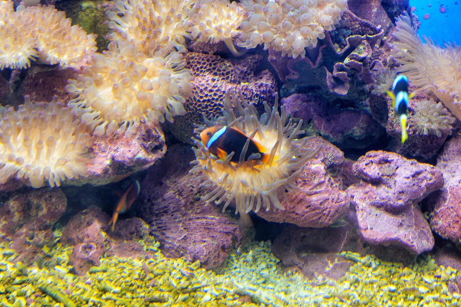 澎湖水族館｜夢幻海底隧道，門票優惠交通總整理! @混血珊莎的奇幻旅程