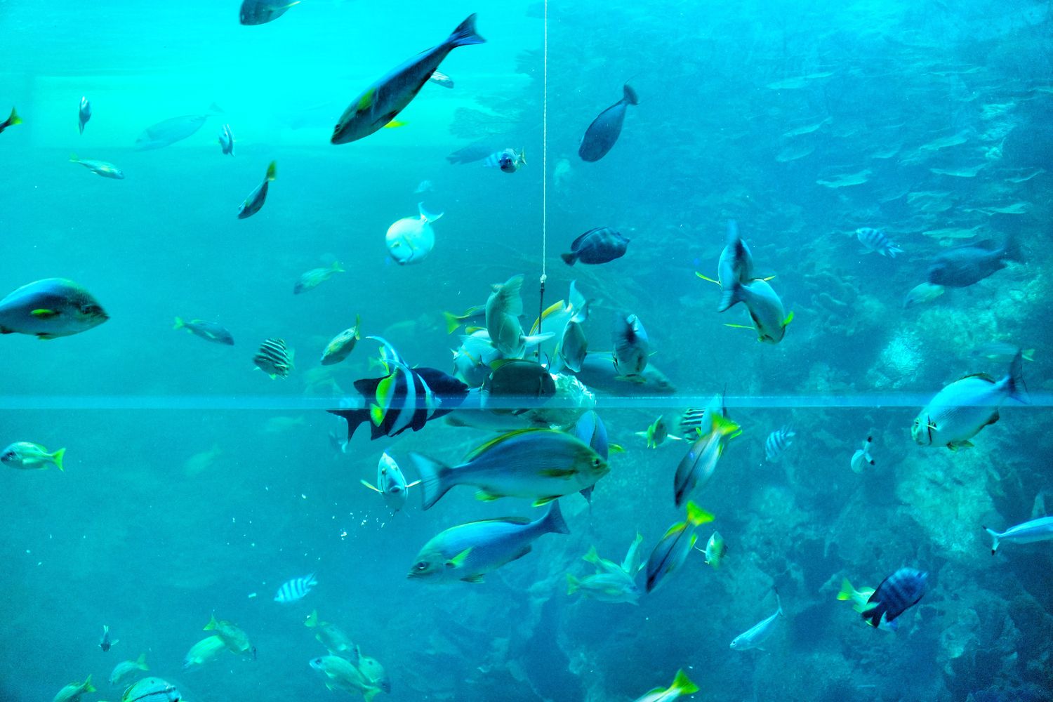 澎湖水族館｜夢幻海底隧道，門票優惠交通總整理! @混血珊莎的奇幻旅程